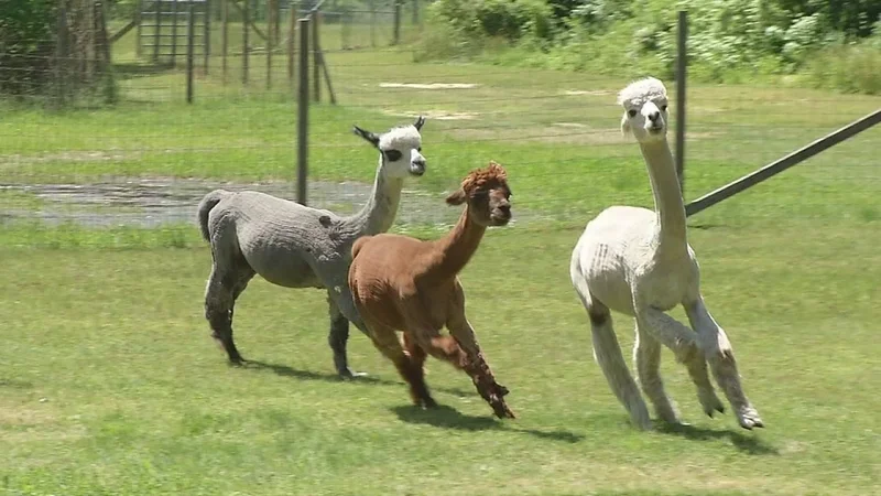 Fun Things To Do In Cape May, New Jersey