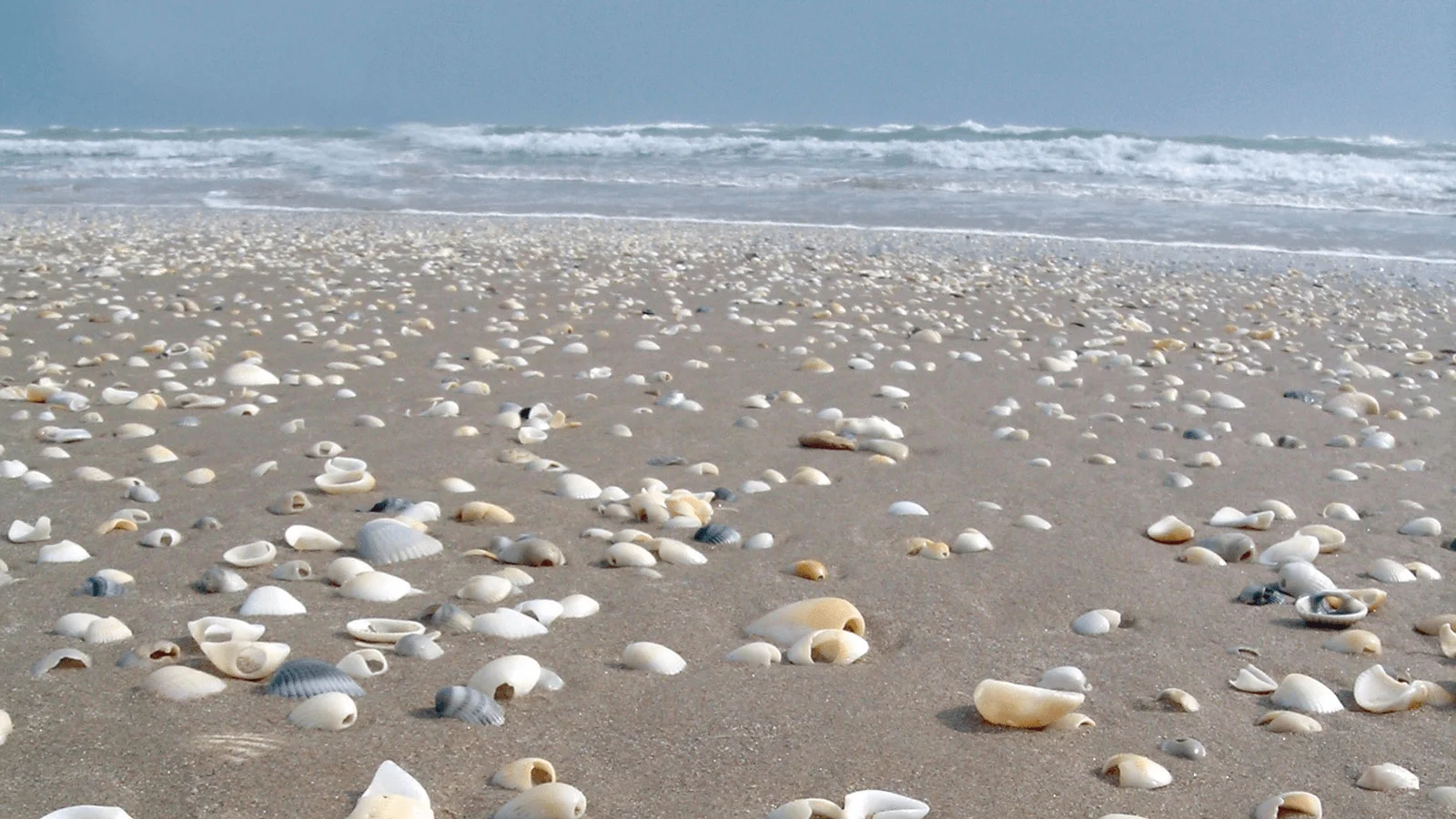 Things To Do In Port Aransas, TX