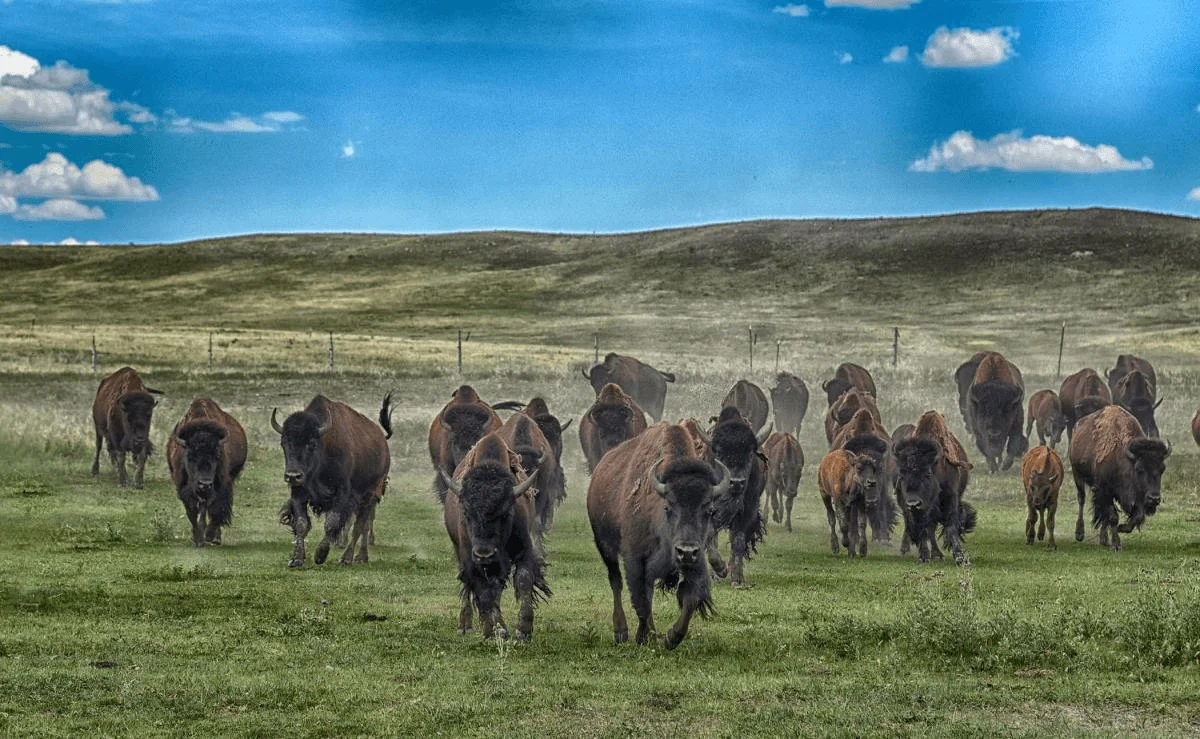 Things To Do In Cheyenne, WY