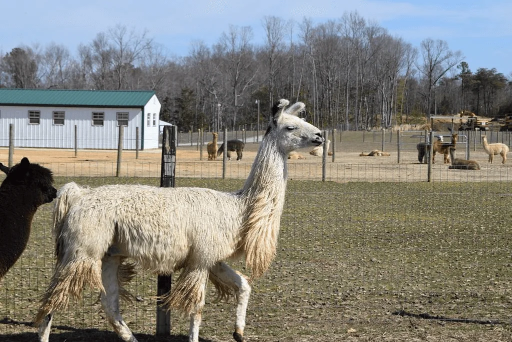 Things To Do in Murphy, NC