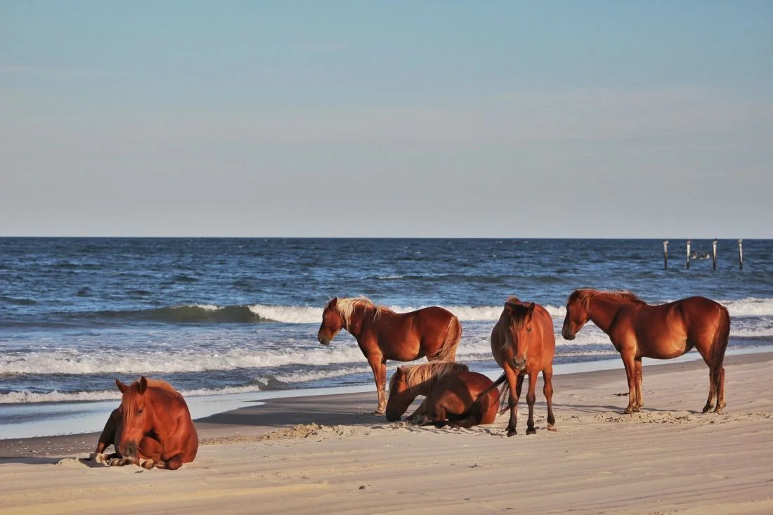 Things To Do In Duck, NC