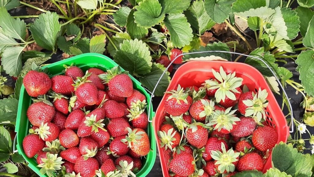 30 Best & Fun Things To Do In Valdosta, GA (2024) Chief Tourist