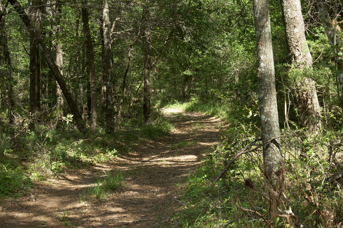 things to do in Hatteras, NC