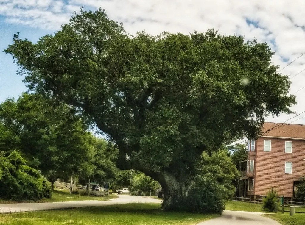 things to do in Hatteras, NC