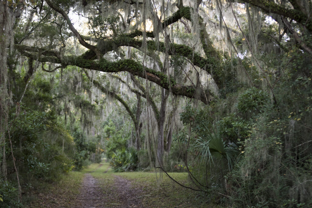 Things to do in St Simons Island, GA