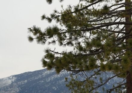 7 Days at Lake Tahoe: A Shore-by-Shore Summer Itinerary Built Around Beating the Crowds (2026)