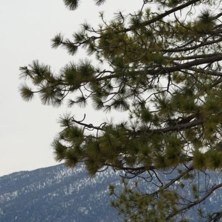 7 Days at Lake Tahoe: A Shore-by-Shore Summer Itinerary Built Around Beating the Crowds (2026)