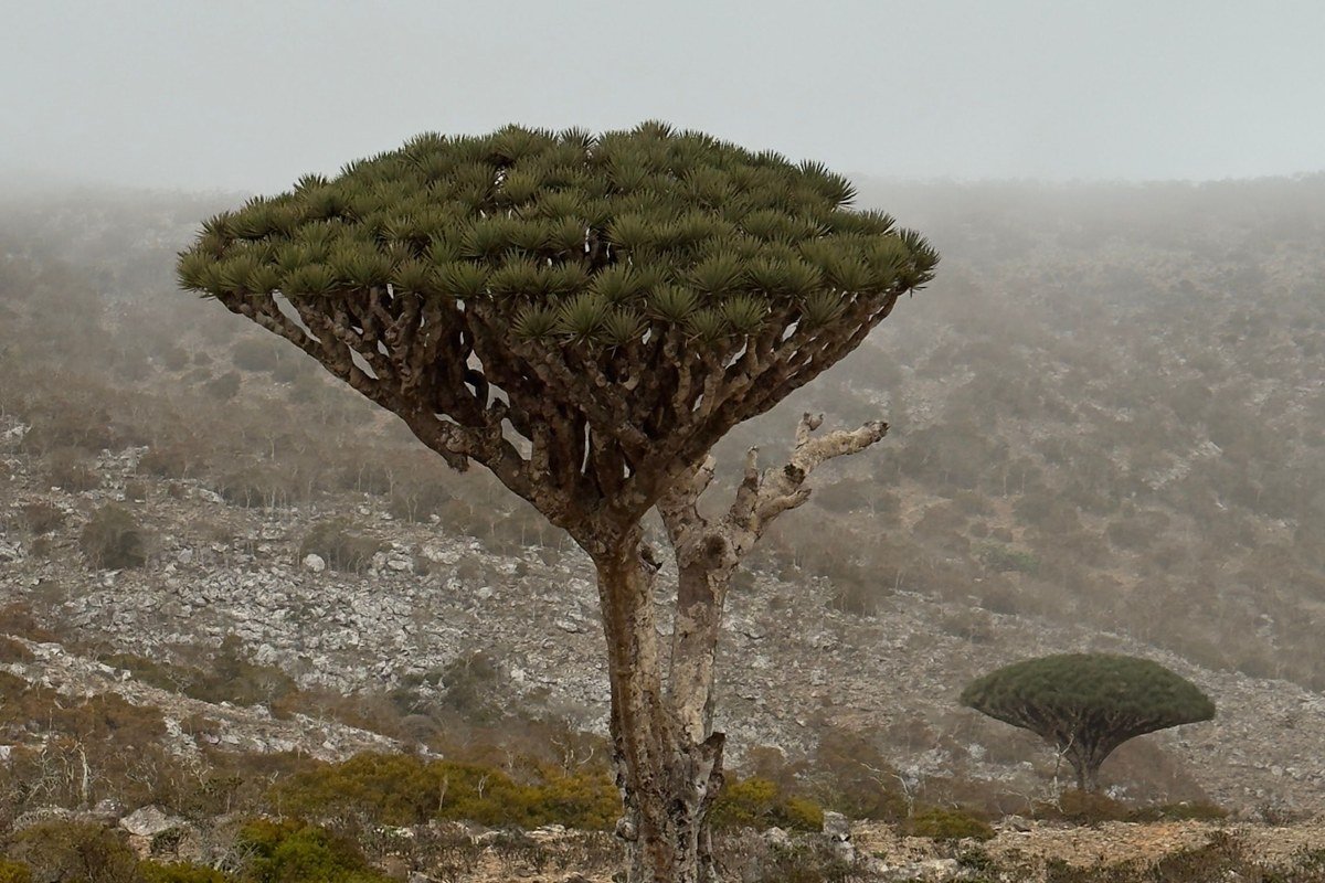 Socotra Island Yemen dragon blood trees fog desert landscape alien landscape