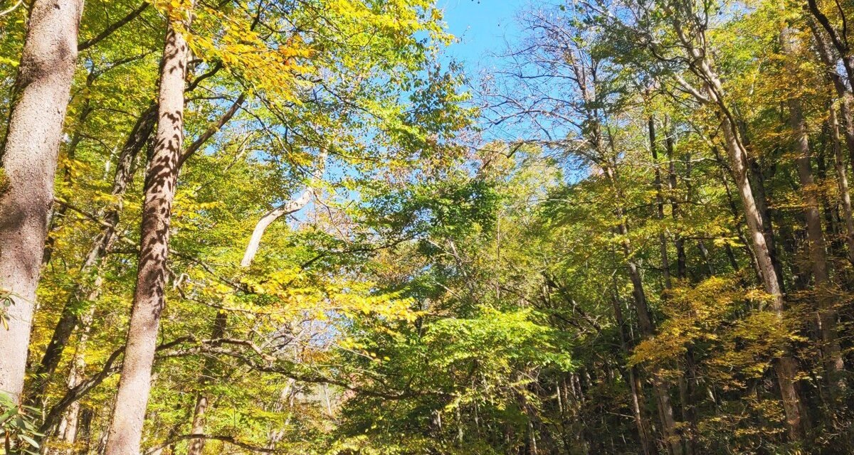 3 Days in Asheville NC: The Itinerary Locals Wish You'd Follow