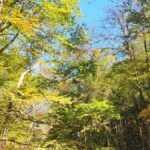 3 Days in Asheville NC: The Itinerary Locals Wish You'd Follow