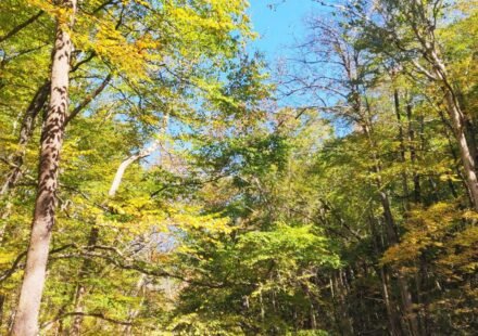 3 Days in Asheville NC: The Itinerary Locals Wish You'd Follow