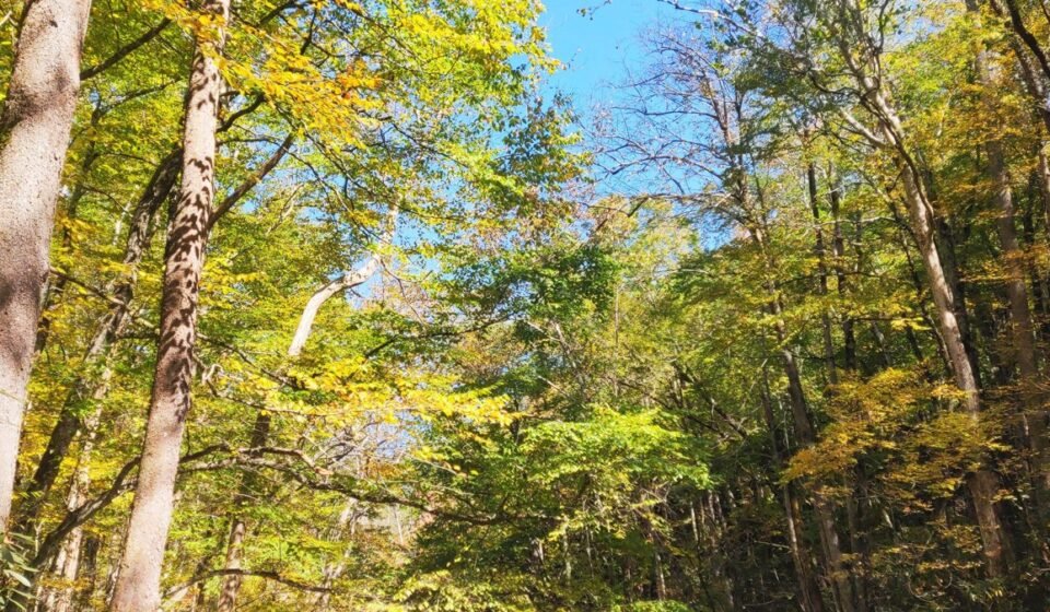 3 Days in Asheville NC: The Itinerary Locals Wish You'd Follow