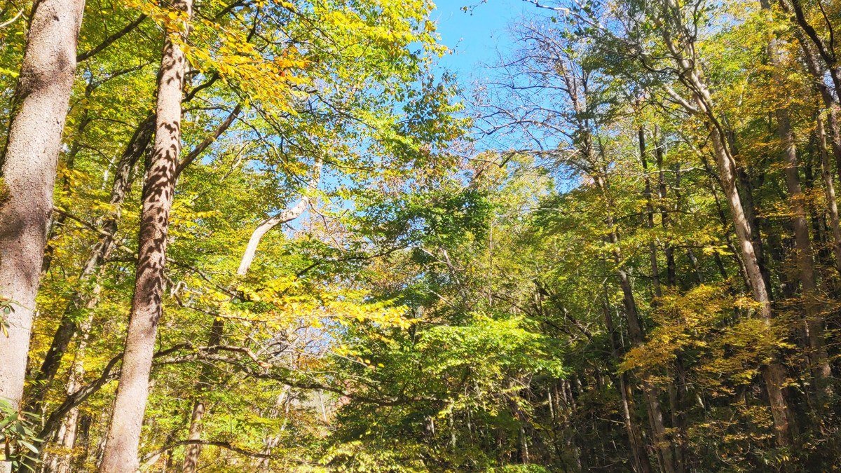 3 Days in Asheville NC: The Itinerary Locals Wish You'd Follow