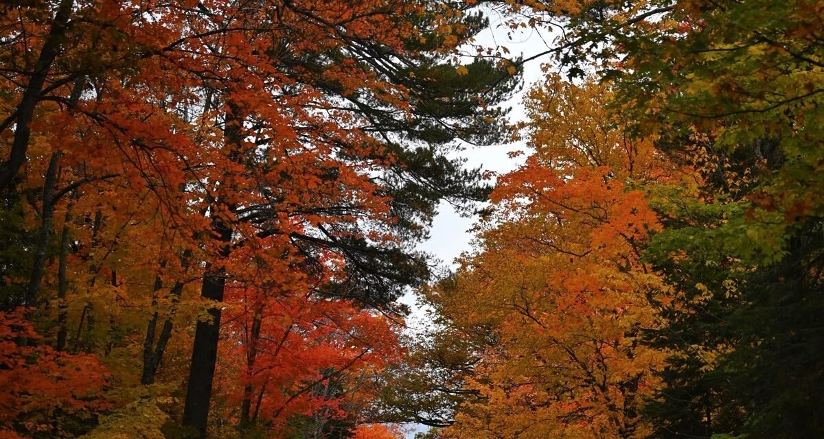 5 Days in Maine: A Fall Itinerary for Leaf Peepers Who Also Love Lobster Rolls