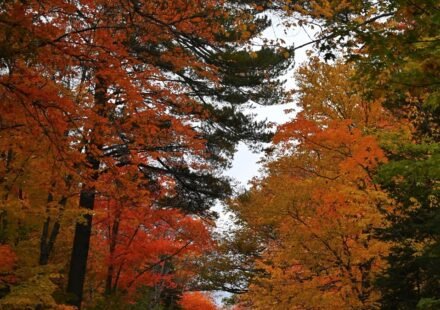 5 Days in Maine: A Fall Itinerary for Leaf Peepers Who Also Love Lobster Rolls
