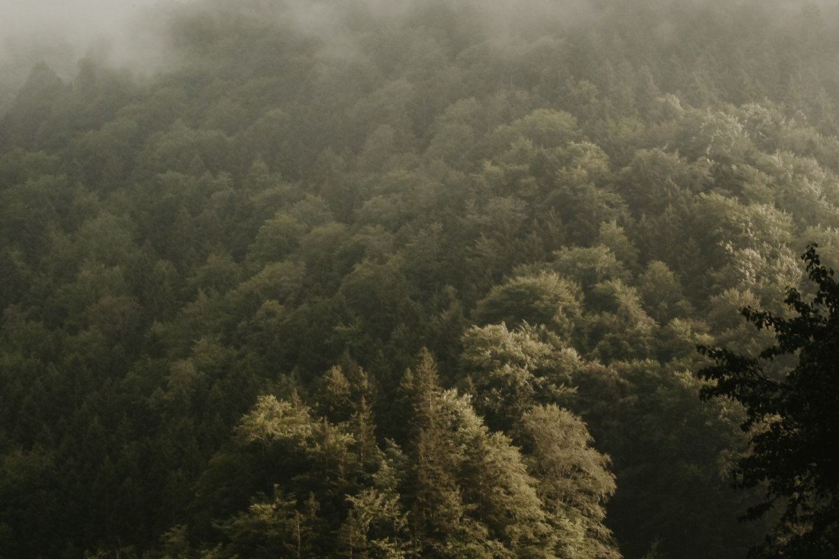 misty fairy-tale village surrounded by forest and mountains golden hour fog