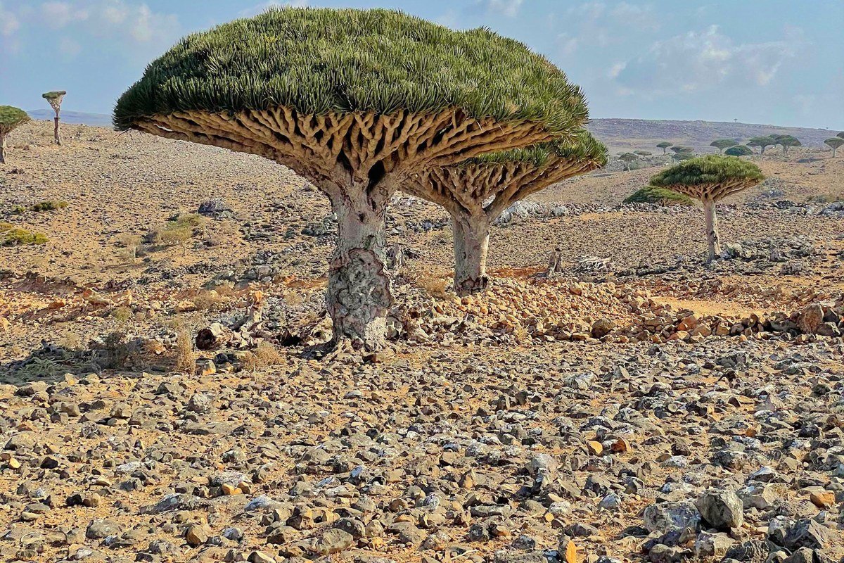 Socotra Island Yemen dragon blood trees alien landscape blue sky