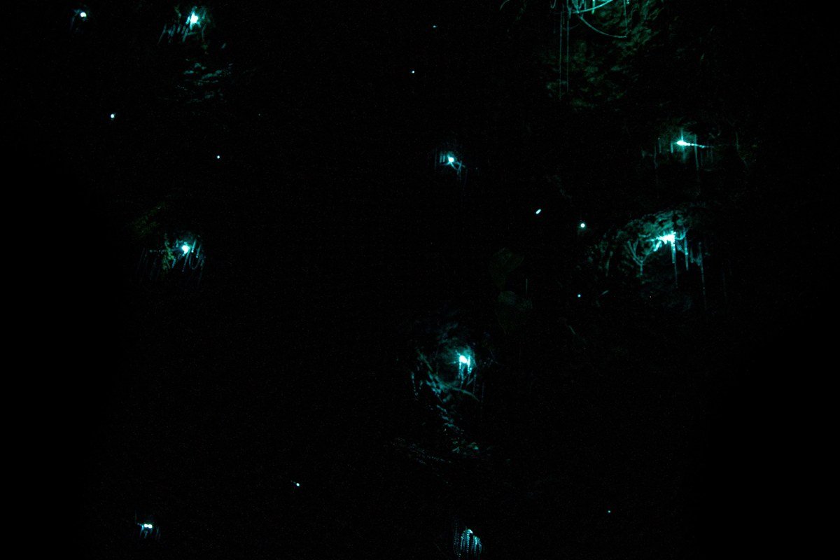 Waitomo Glowworm Caves New Zealand bioluminescent blue ceiling boat underground