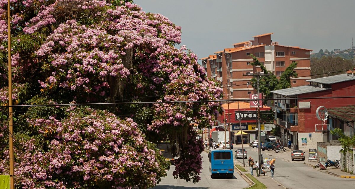 Angel Falls & Gran Sabana: A Focused 7-Day Venezuela Itinerary