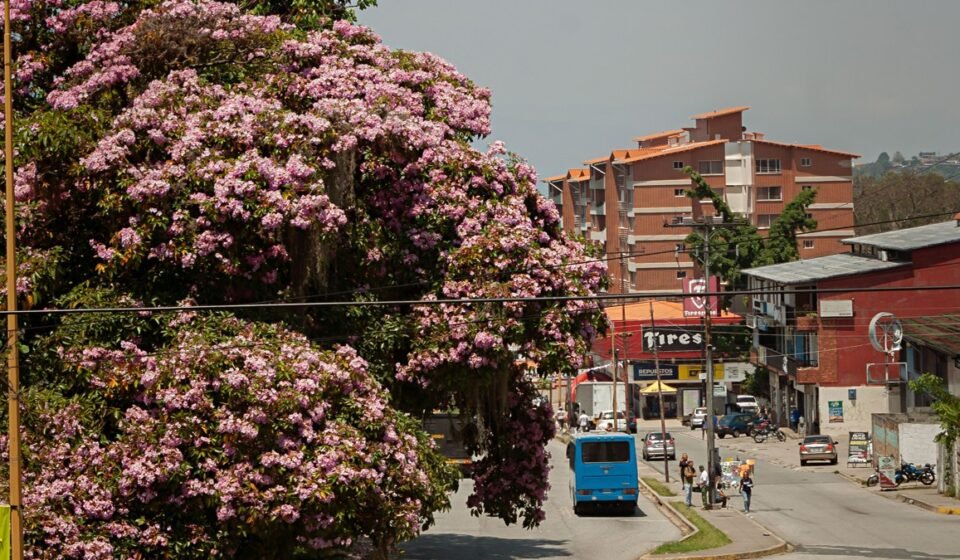 Angel Falls & Gran Sabana: A Focused 7-Day Venezuela Itinerary