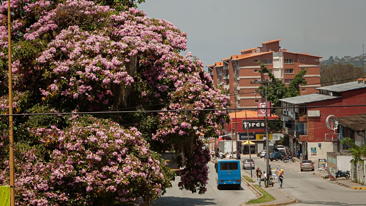 Angel Falls & Gran Sabana: A Focused 7-Day Venezuela Itinerary
