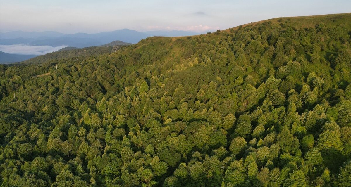 Asheville in May: What the Weather's Really Like (and How to Plan Around It)