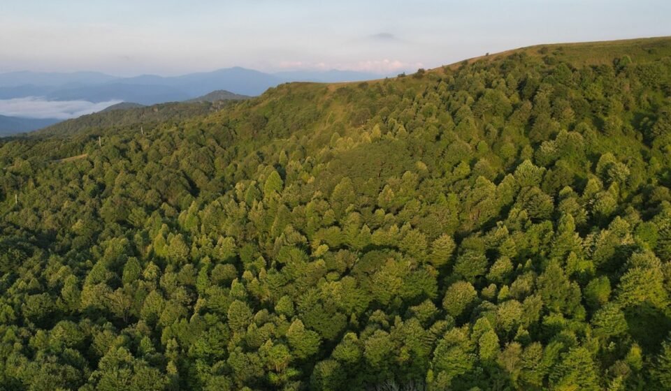 Asheville in May: What the Weather's Really Like (and How to Plan Around It)