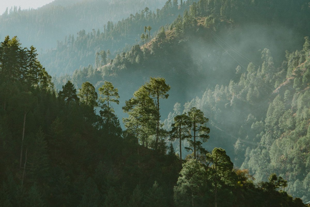 paraglider launching from Billing take-off site India with Himalayan foothills and pine forest valley below