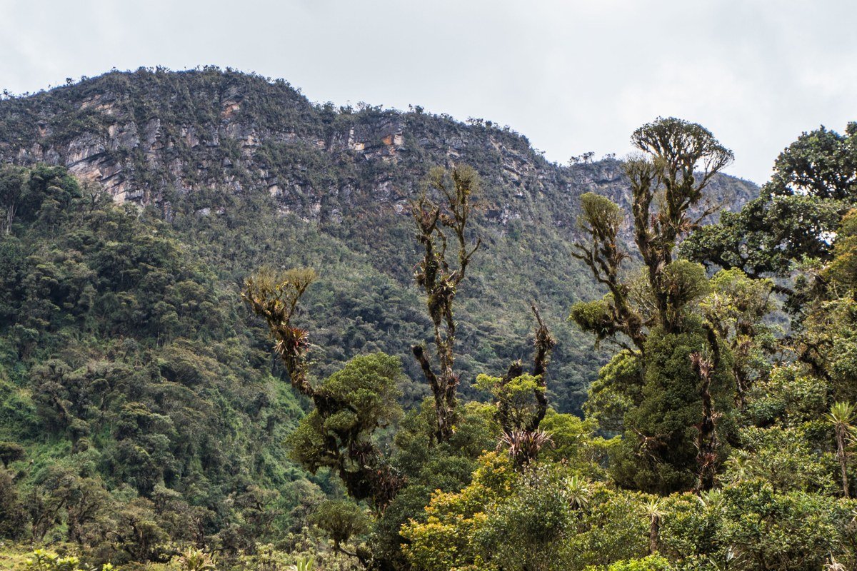 Ruwenzori Mountains Uganda misty glacial valley giant lobelias heather forest climber