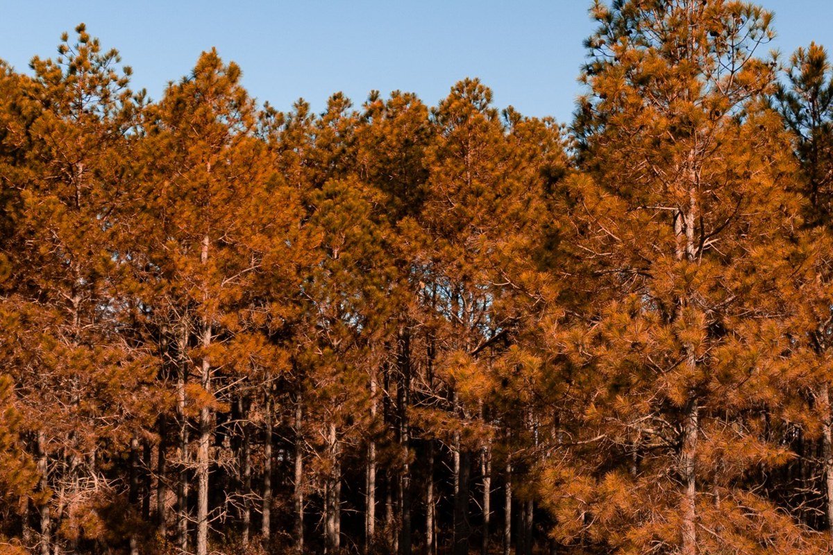 golden autumn light through ancient Caledonian pines reflected in Loch Affric, Glen Affric Scotland