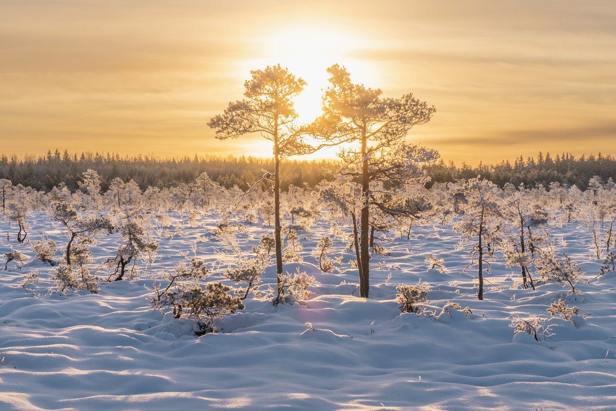 arctic blizzard light over snow-covered plateau above the treeline, Cairngorms Scotland high winter