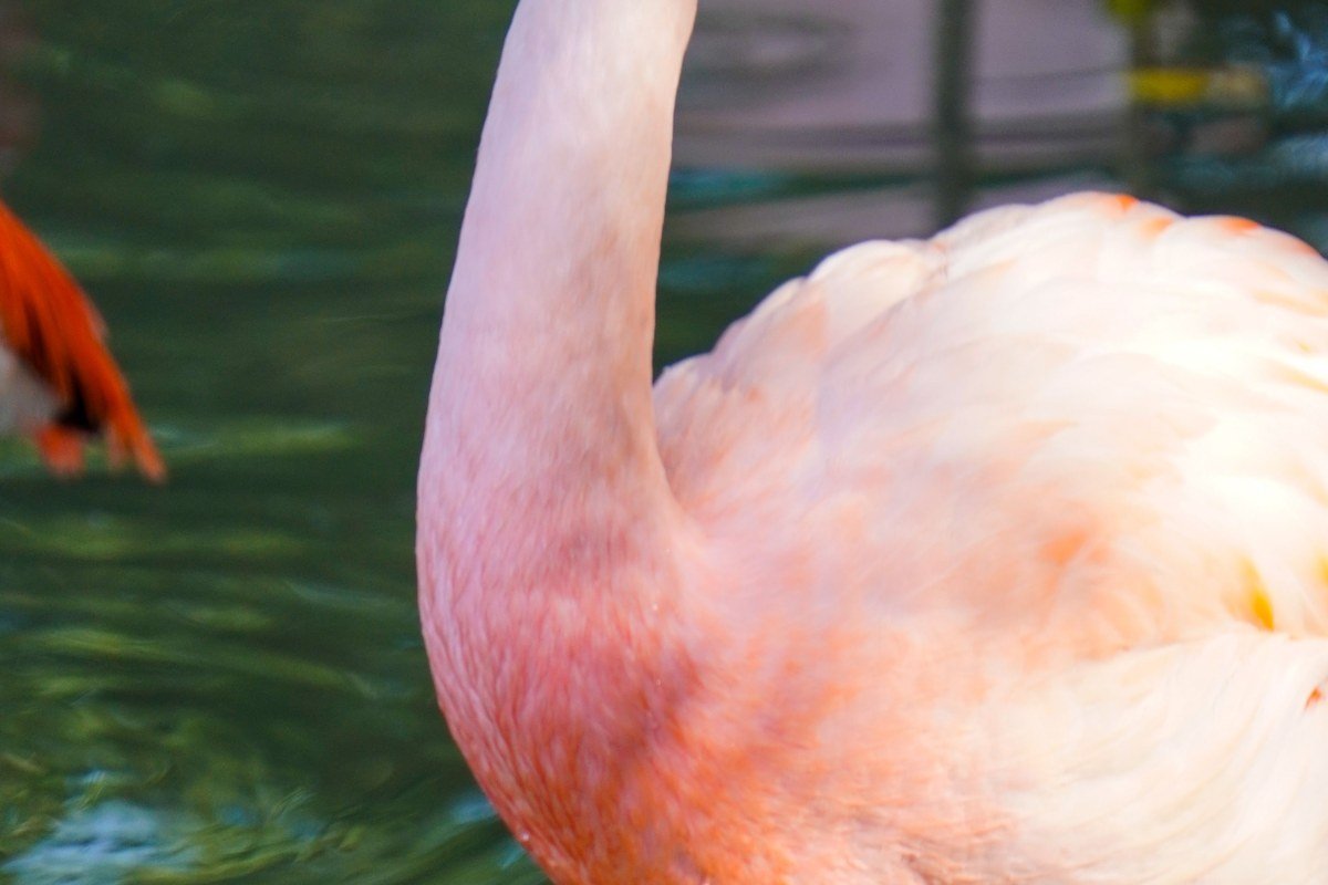 Laguna Hedionda Bolivia three flamingo species James Andean Chilean reflected still green water altiplano dry season morning