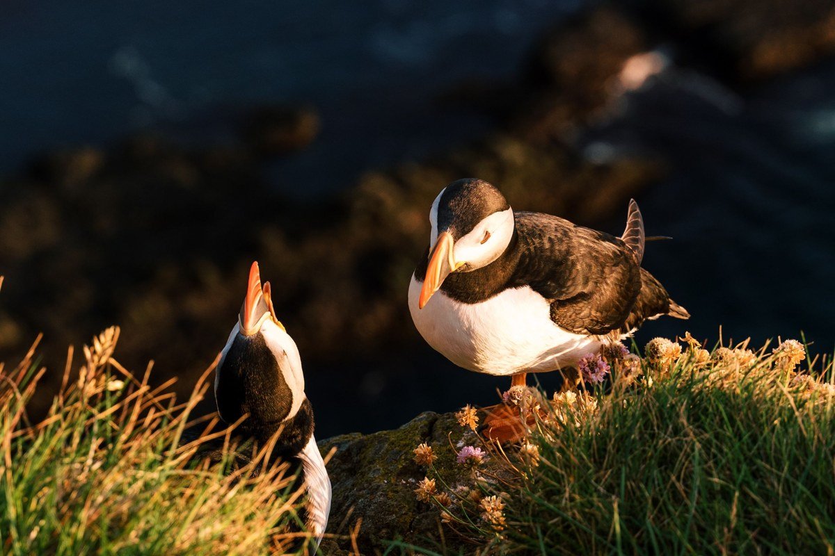 Vestmanna bird cliffs Faroe Islands boat tour puffins basalt columns