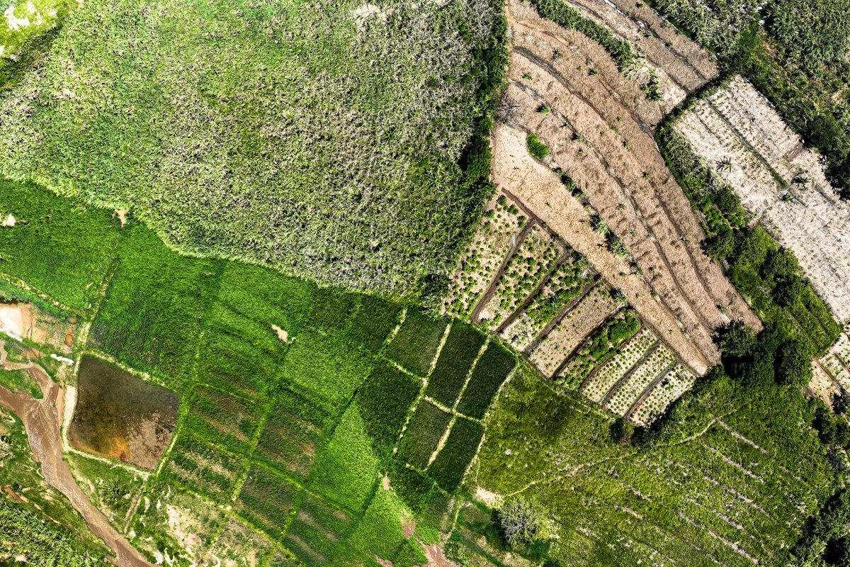 Julaca quinoa fields in harvest color, deep burgundy and green rows against beige altiplano, crumbling adobe compound wall in right foreground, no other visitors visible