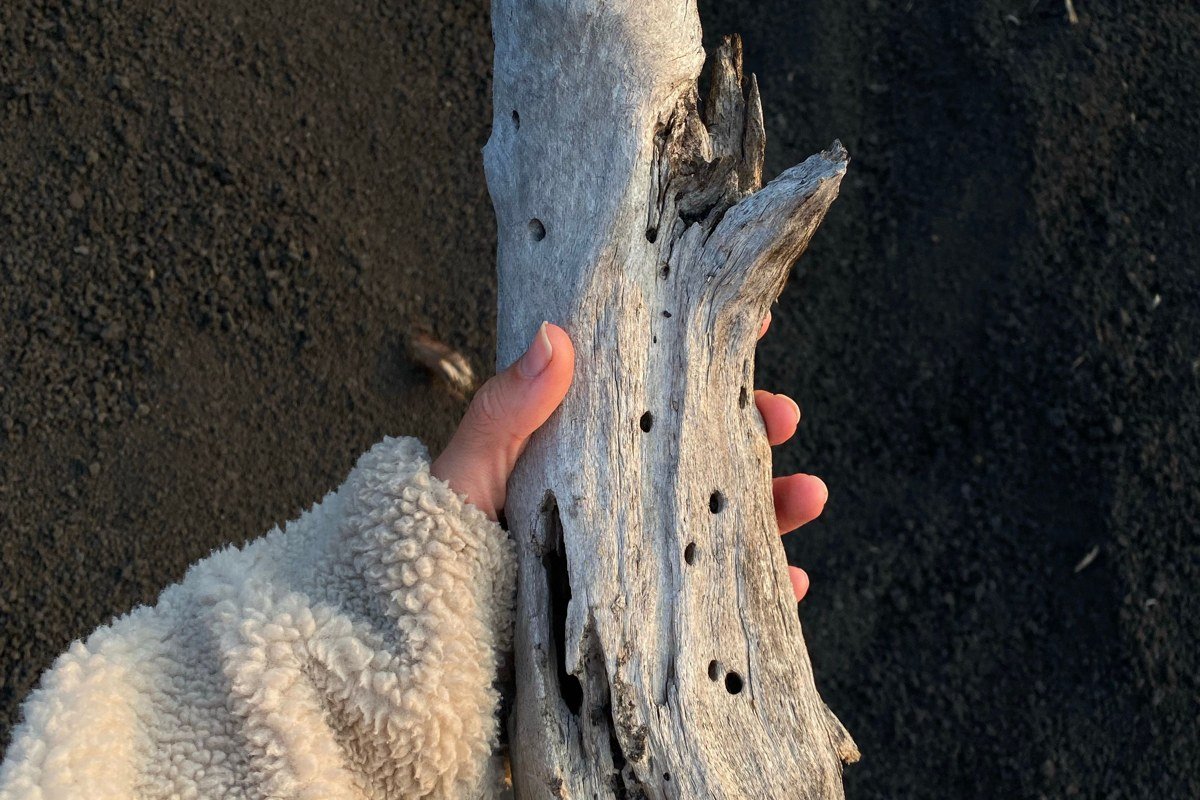 Cambria California moonstone beach driftwood at sunrise