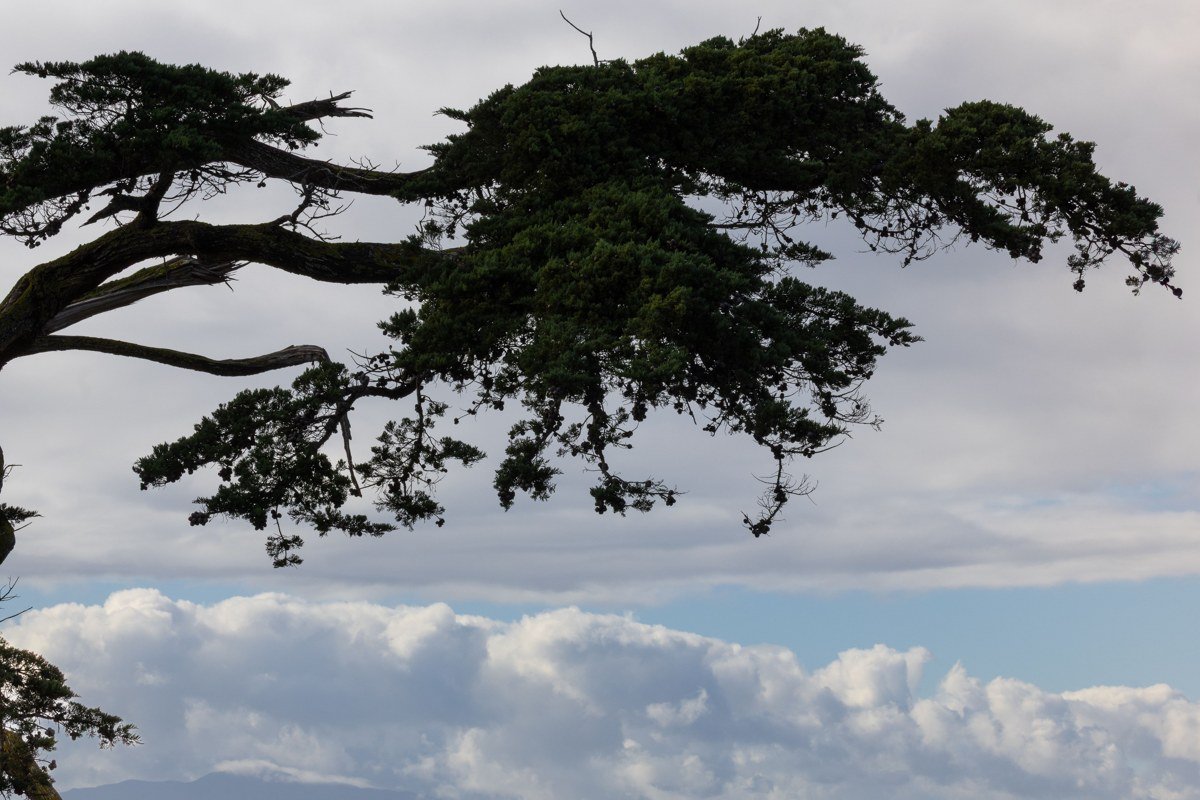 Pescadero California artichoke farm coastal road cypress trees