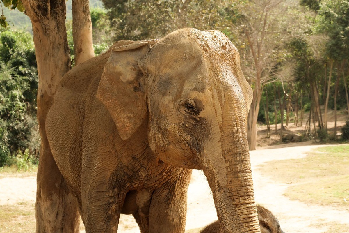 Kaeng Krachan Thailand national park jungle trail waterfall wild elephants forest