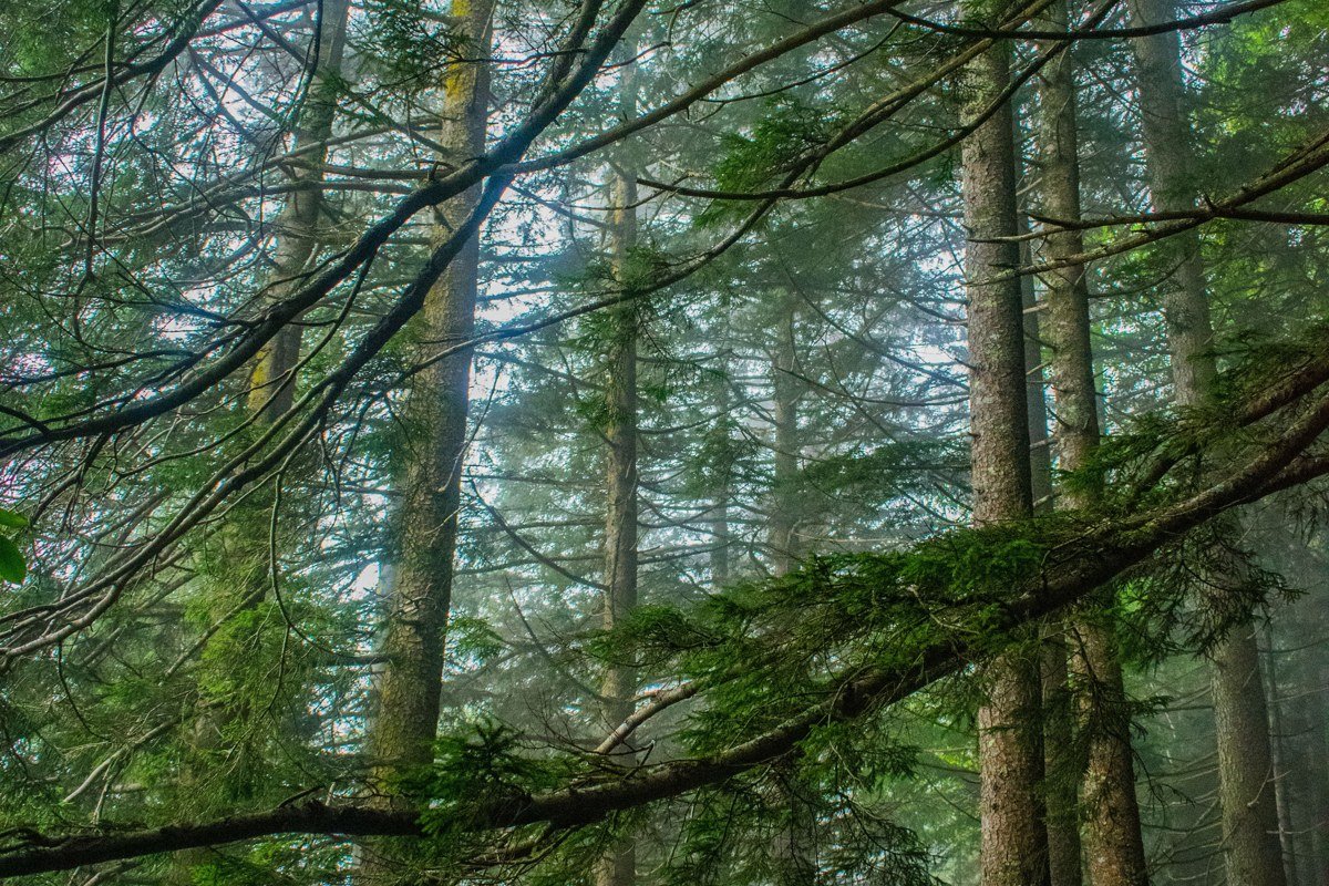 Brevard North Carolina Pisgah National Forest waterfall trail Looking Glass Falls with hemlock trees and morning light