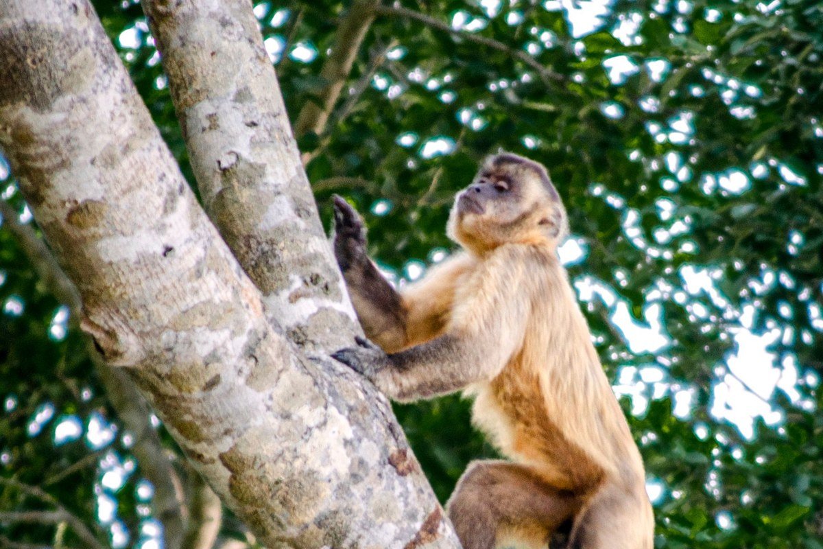 A yellow raft rounding a jungle bend on the Sarapiqui, a howler monkey visible on a low branch above the left bank, late-morning light breaking through the canopy in diagonal shafts