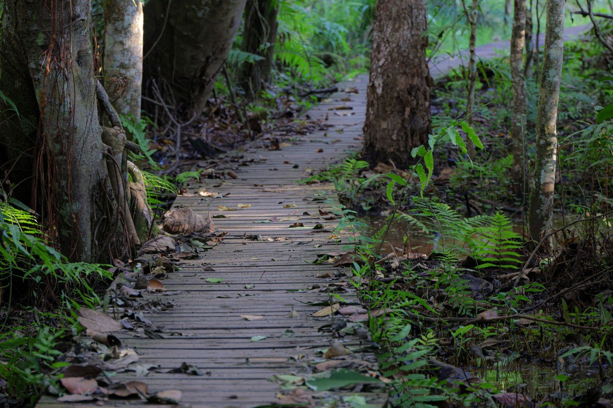 An elevated boardwalk threading through coastal rainforest at the Pacuare Reserve, the Caribbean Sea visible in a narrow gap between trees at the far end, leatherback turtle tracks visible in the sand below