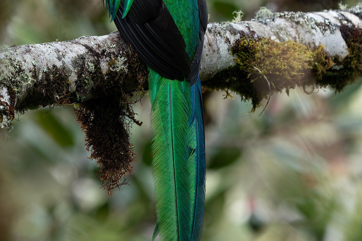 A self-guided canopy trail winding through dripping cloud forest at the Biotopo del Quetzal, a resplendent quetzal perched on a bromeliad-covered branch catching the filtered morning light, condensation visible on every leaf surface