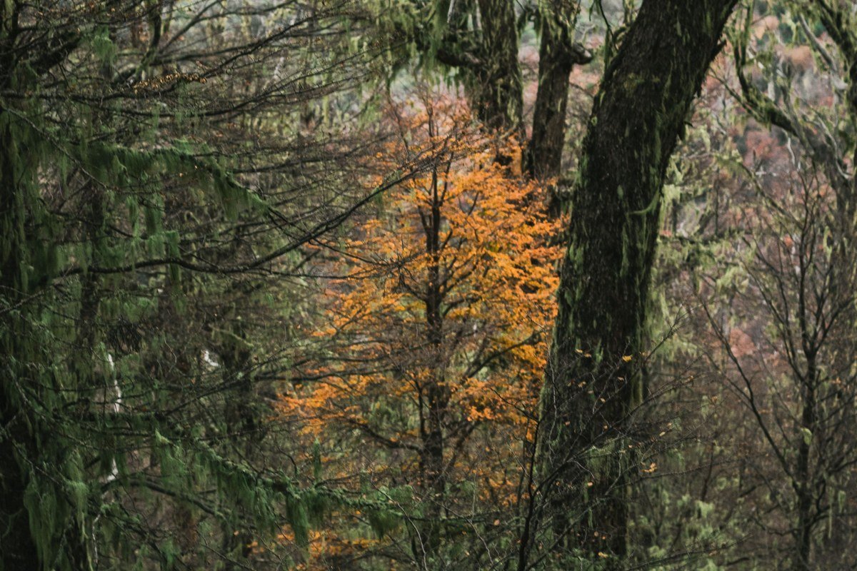 Pumalin Park Chile alerce ancient trees misty temperate rainforest green cathedral