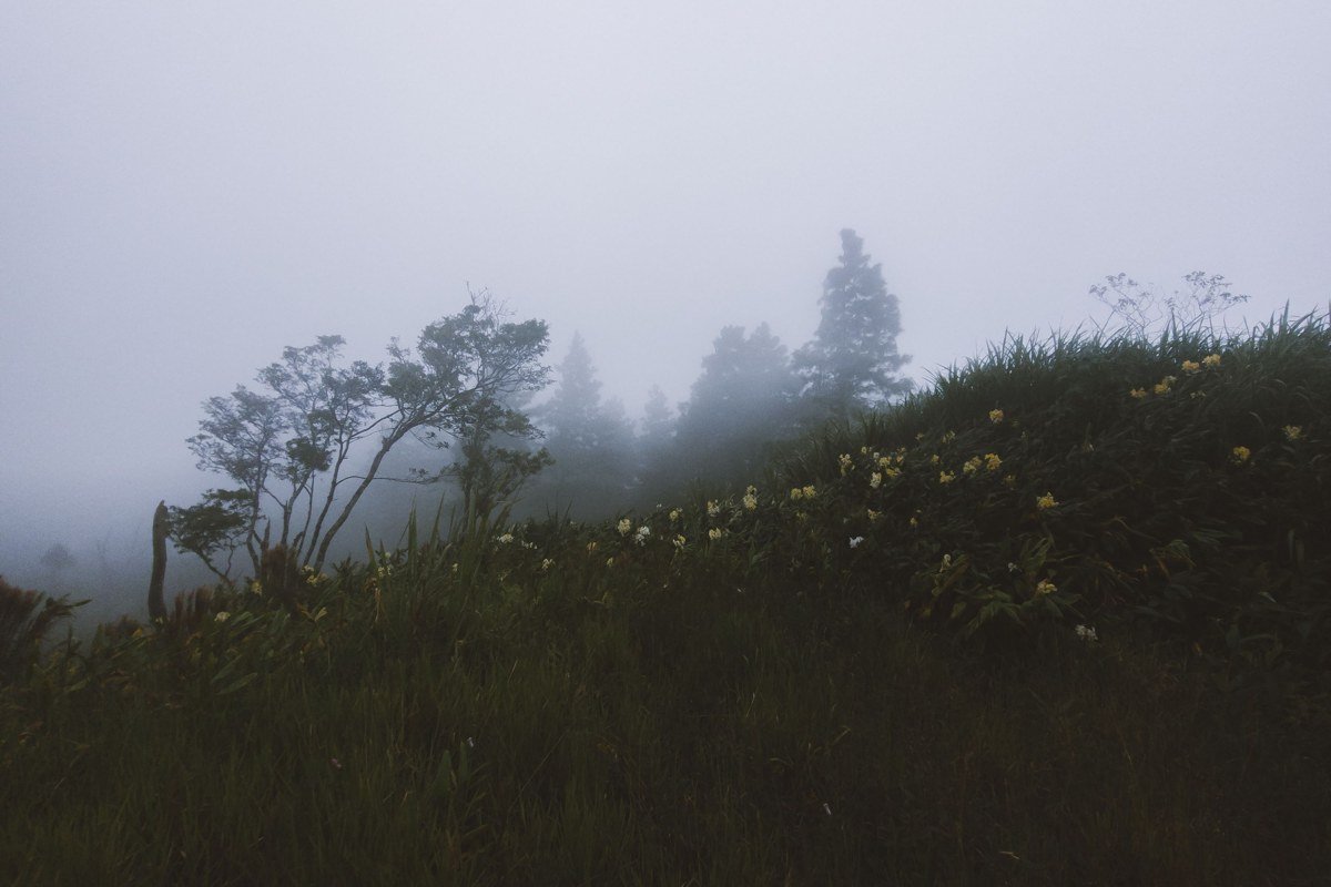 Faial caldeira rim trail Azores foggy volcanic crater hydrangea hedgerows