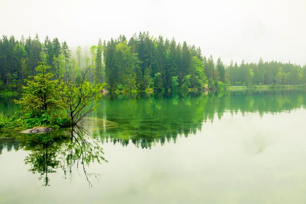 misty Southern lake at golden hour with pine trees reflecting on still water