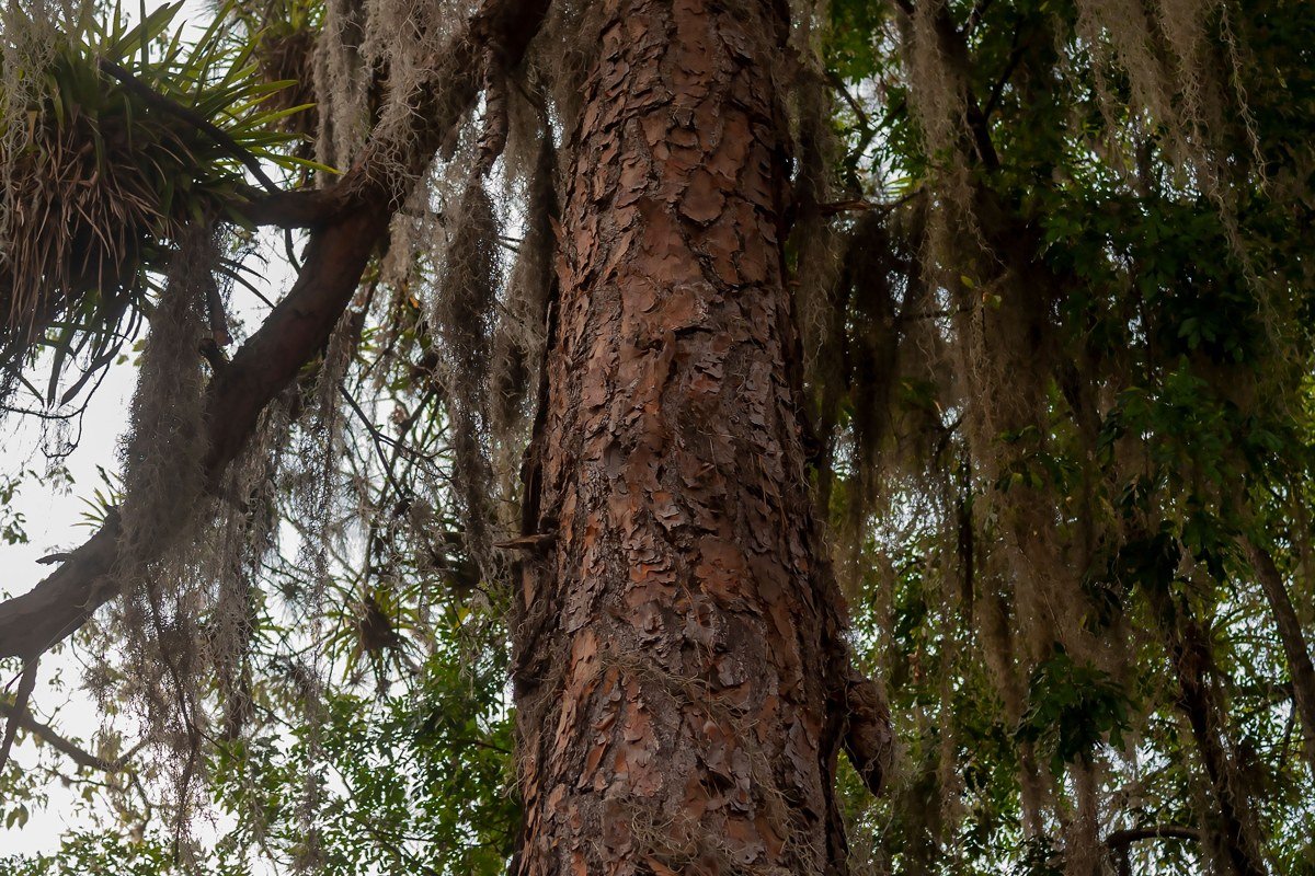 soft-box cypress canopy at dusk, Abita Springs, Louisiana, Spanish moss over still Bogue Falaya water