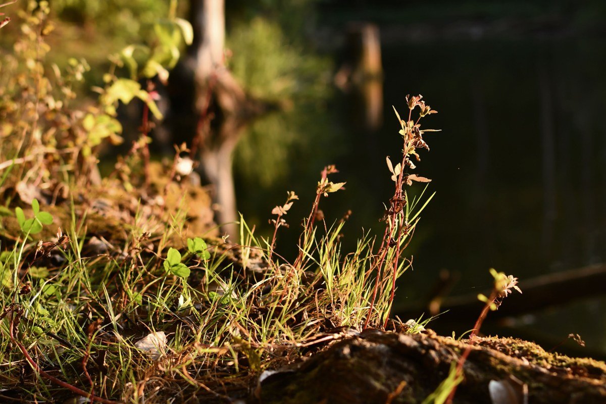loblolly pine and wildflower riverbank at spring golden hour, Smithville, Texas, Colorado River bend