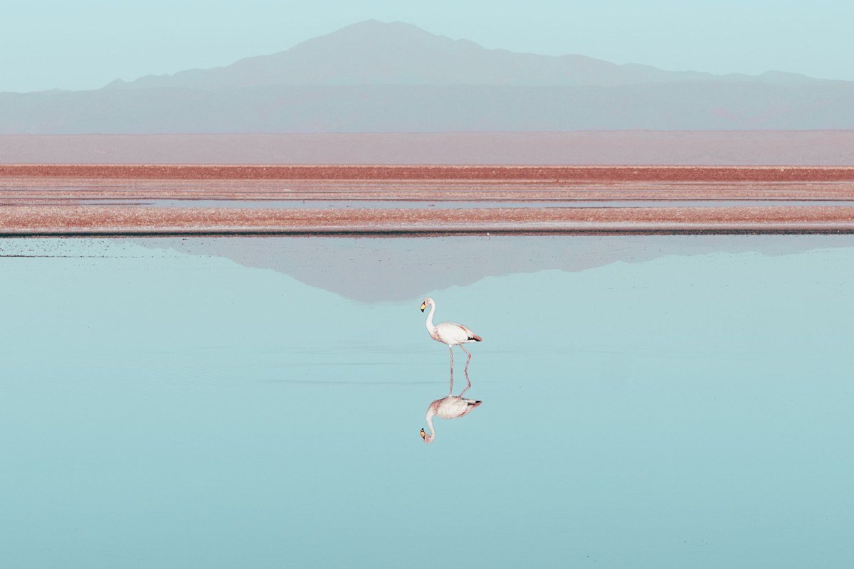 Reserva Nacional Jeinimeni Chile pink flamingos turquoise volcanic lake desert steppe landscape