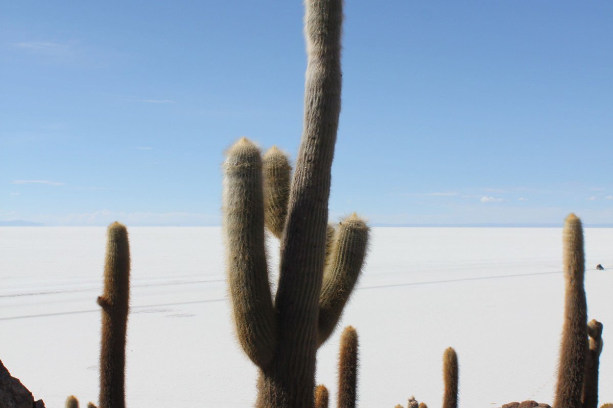Isla Incahuasi Salar de Uyuni Bolivia giant cacti salt flat horizon midday