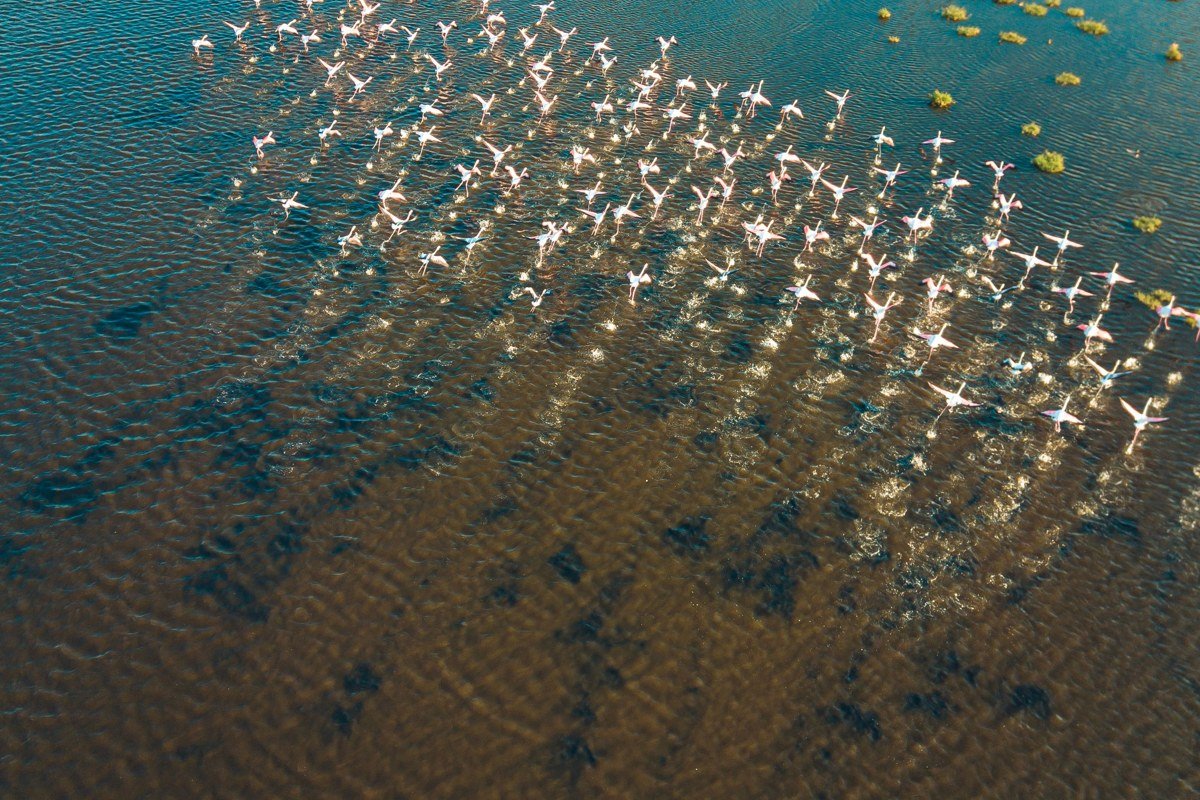 Salar de Uyuni Bolivia flamingos pink shallow lagoon salt flat edge reflection