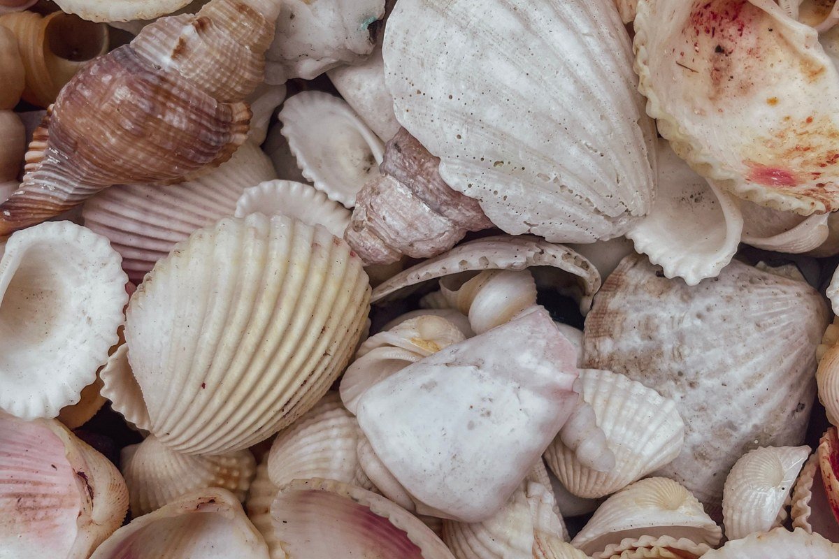 Sanibel Island Florida shells scattered on beach at low tide